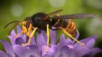 Image Lotta alla vespa velutina predatore delle api